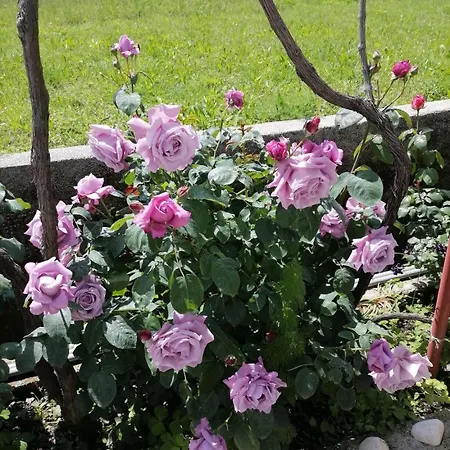 Poldan Супетарска-Драга